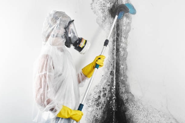 Best Mold Odor Removal Services  in Old Bethpage, NY