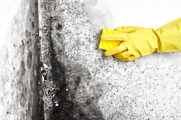 Best HVAC Mold Inspection and Cleaning  in Old Bethpage, NY