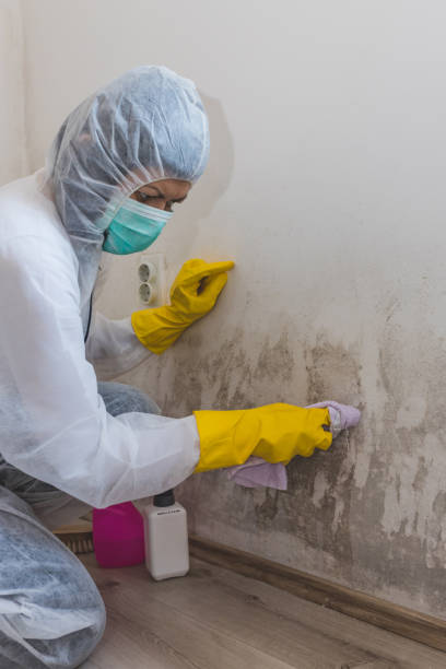 Best Comprehensive Air Testing for Mold Contaminants  in Old Bethpage, NY