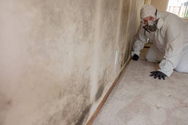 Mold Odor Removal Services in Old Bethpage, NY
